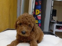 Poodle ve maltipoo yavrularımız yeni yuvasını arıyor
