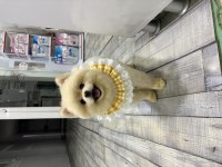 Orijinal pomeranian dişi yavru