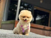SAĞLIK VE IRK GARANTİLİ POMERANİAN KÖPEĞİMİZ