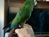 5 aylık bebek cüce macaw