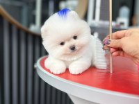 Irk garantili pomeranian bebekler