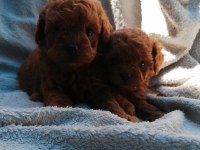 Teddy face poodle