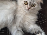 Çok güzel chinchilla kedim yeni yuvasını arıyor