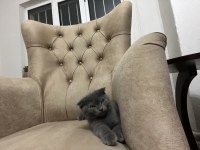 Sevimli kız scottish fold