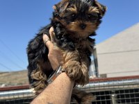 Petmode köpek çiftliğinden  tea cup yorkshire terrier