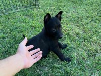 Safkan malinois yavrularımız