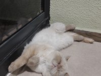 Dişi exotic shorthair kedisi