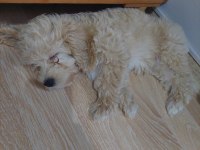 2.5 aylık aşıları tamam dişi maltipoo