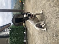 French bulldog köpeğimiz