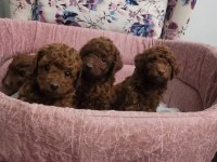 Kore toy poodle teacup