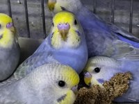 Rainbow muhabbet kuşu yeni yeme düşmüş yavrular