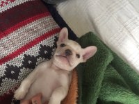 2.5 Aylık Erkek French Bulldog