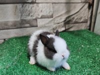 YUVANIZA TATLI CÜCE LOP TAVŞANI YAVRULARI