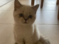 3 aylık 1 erkek 1 dışı silver point british longhair