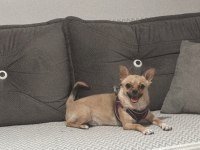 Chihuahua dişi