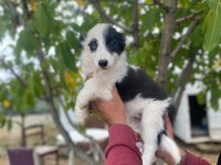 Yasal ruhsatlı çiftlikden border collie yavrular