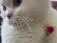 45 günlük maviş gözlü british shorthair