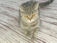 Kedimiz sahiplendirilecektir