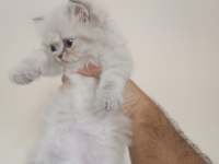 A kalite british longhair mavi göz yavrular