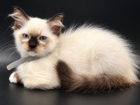 SAFKAN RAGDOLL BEBEKLER