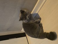 8 Aylık Erkek british shorthair