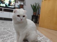 Kedimiz Memati Sahiplendirilecektir