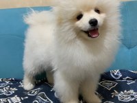 Pomeranian Köpeğimiz
