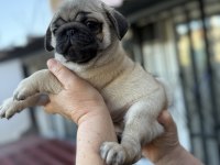 Pug Mops Yavruları