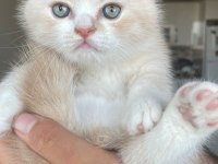 ACİL YUVA Scottish Fold Yavrular