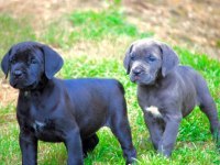 A scrli anne babadan cane corso yavrular kapıda ödeme