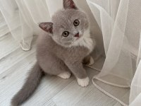 Safkan British Shorthair Lilac Dişi Yavru