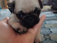 Pug Mops 55 - 65 Günlük Erkek - Dişi Yavrular