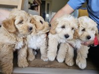 Safkan Maltipoo