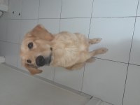 Yeni yuva arıyoruz golden retriever