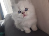 Kan Hattı Muhteşem Kedimiz