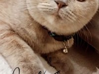 Tam bir dost canlısı scottish fold