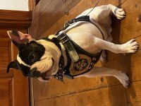 6 aylık erkek fransız bulldog