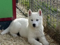 HUSKY SİBİRYA YAVRULARI 