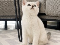Orijinal British Shorthair