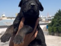 Irk Ve Sağlık Garantili A Kalite Belçika Bebekler