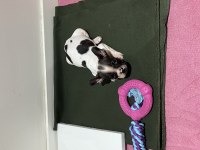 ACİL SAHİPLENDİRİLECEK FRENCH BULLDOG