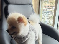 A KALİTE POMERANİAN BOO ANKARA İÇİ ELDEN VERİLECEK