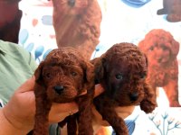Toy poodle yavrularımız ruhsatlı çiftliğimizden
