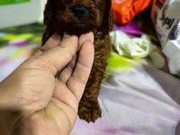 Orjinal toy poodle yavrularımız ev ortamından
