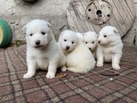 Kar beyaz samoyed yavrular ırk ve sağlık garantili