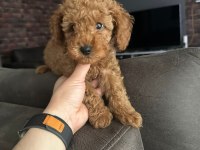 Eşsiz toy poodle dişi çikolata