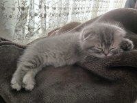 ANKARA SCOTTİSH FOLD KEDİMİZ