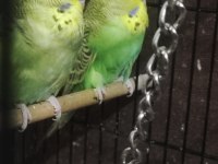 Maşallah show jumbo muhabbet kuşu damızlık ve yavrular