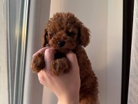 Bal Gibi Poodle