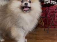 POMERANİAN BOO ORANGE ERKEK